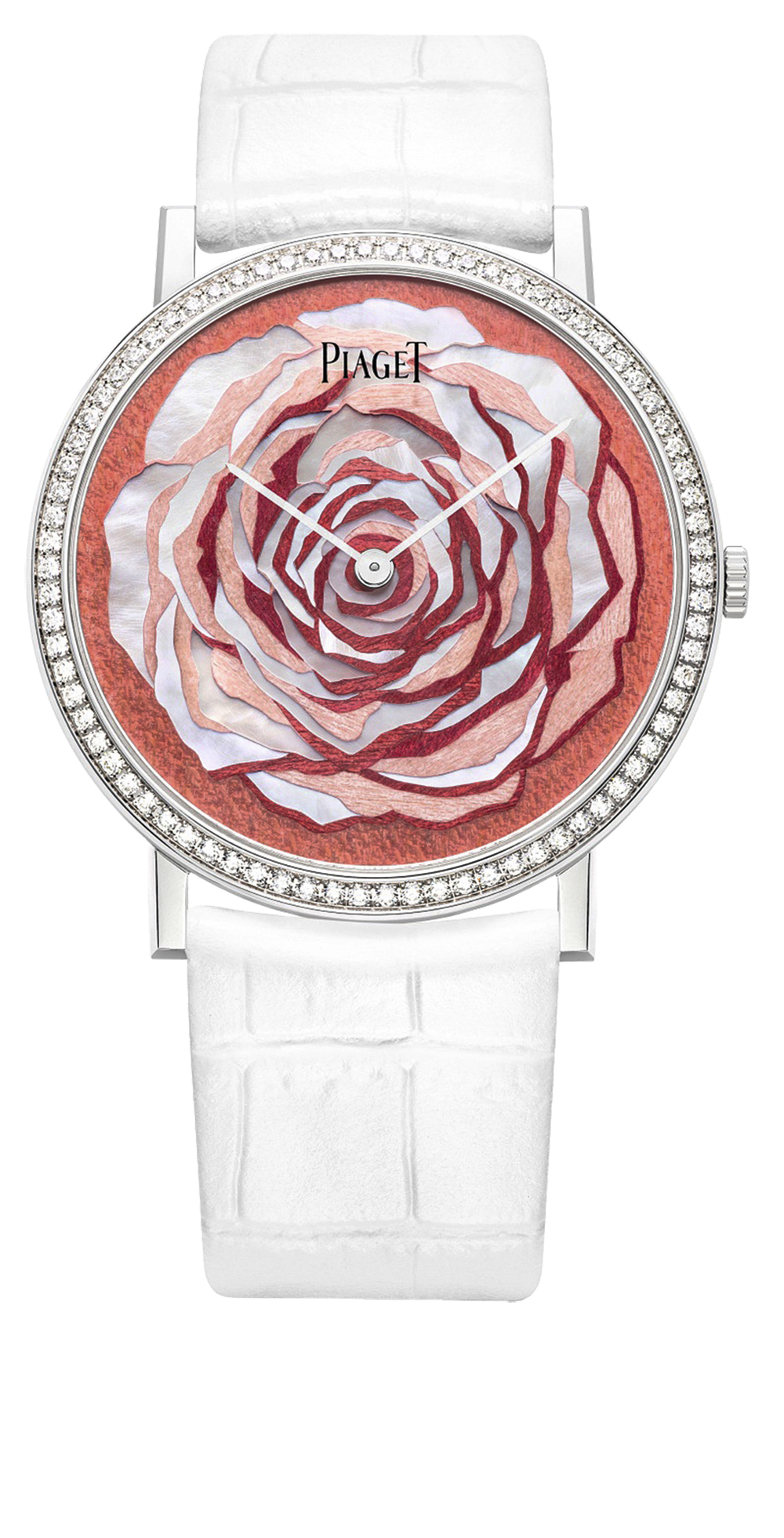 Altiplano rose